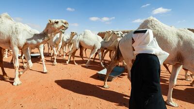 'We have inherited the care of camels for more than 200 years. Now my children love it, and they frequently ask to come here, and their voices are known as well,' Al Qatula said
