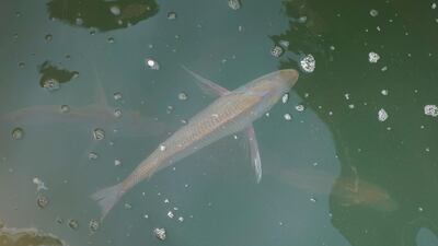 Overfished local species are included in a hatchery project aimed at boosting stocks in Umm Al Quwain. Courtesy: Ministry of Climate Change and Environment