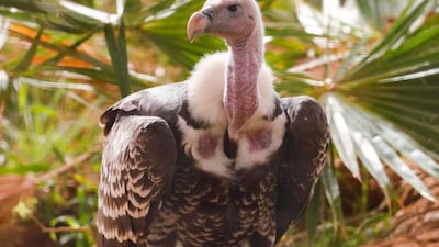 This 47-year-old lappet-faced vulture is the oldest animal Al Ain Zoo. Photo: Al Ain Zoo