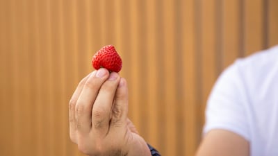 Strawberries grown at Dubai's Sustainable City - Agricool is a French start-up that grows pesticide-free inside shipping containers. Reem Mohammed / The National