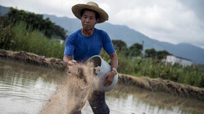 To go with Hong Kong-China-food-farming-organic,FOCUS by Justine GerardyThis photo taken on August 6, 2014 shows a farmer spreading organic fertiliser in a rice field in the New Territories in Hong Kong. Rice farms all but disappeared from the fast expanding city in the 1970s after years of turn-back from rural traditions. But a new wave of farmers have started growing the Asian staple again -- this time with a focus on organic methods as part of a push for naturally grown food. AFP PHOTO / ALEX OGLE