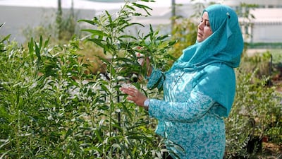 Dr Henda Al Mahmoudi is a Tunisian scientist working at the International Centre for Biosaline Agricultue. Victor Besa for The National