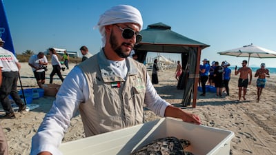 Abu Dhabi's Environmental Agency releases rehabilitated turtles on Saadiyat Island in 2024. Victor Besa / The National