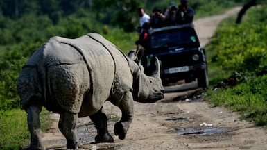 Assam, India is noted for its wildlife, including the greater one-horned (Indian) rhinoceros. Santanu Misra / Unsplash