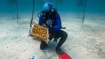 Coral bleaching is affecting large sections of Florida's famous reefs. The state has received funding from the UAE that has gone towards combating this climate change-related phenomenon