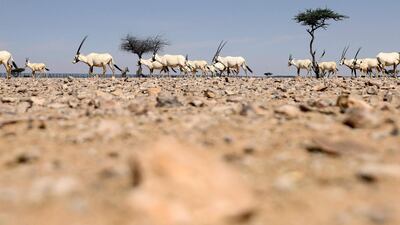 A sociable species, the Arabian oryx can form herds of up to 30 or more in good weather conditions. AFP