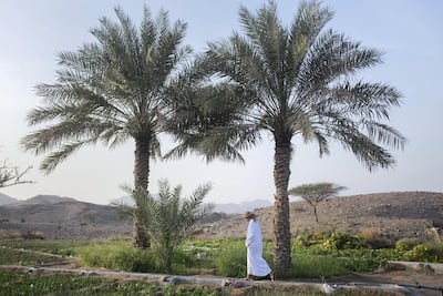 Obaid Al Mazroui, 7, Mr Al Mazroui's son, walks across the family farm in Wadi Kub. Reem Mohammed / The National