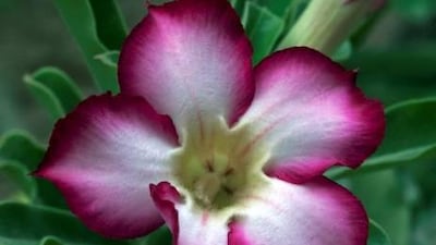 Desert rose thrives in full sun. Jeff Topping / The National