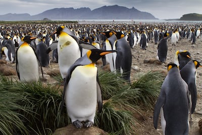 A king penguin colony in South Georgia. Photo: Corbis