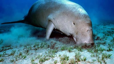 Readers call for the enforcement of laws to protect marine species such as the dugong. Courtesy EAD