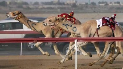 A lack of consistency and the seeming inability of camels to improve their performance has meant frustration for owners.