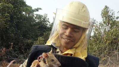 Cambodian team member OK Chann plays with one of the rats after it scurried across a minefield.