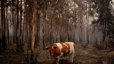 A cow surrounded by burnt trees after wildfire in Santa Juana, Chile. AP