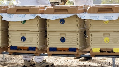 The apiary just outside Abu Dhabi holds 100 hives filled with thousands of bees. Chris Whiteoak / The National