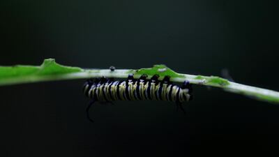 A Danaus Flexippus larva at the Butterfly Garden of the Metropolitan Natural Park in Panama City, Panama. EPA