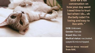 If interested in adopting, contact Red Paw Foundation on Facebook or email contact@redpawfoundation.org.