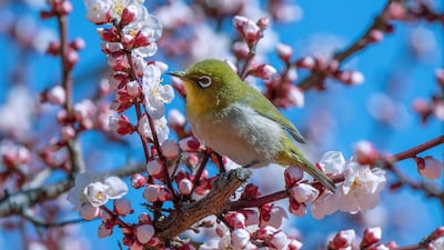 A white-eye bird perches on a blossoming plum tree at Yushima Tenmangu shrine, Tokyo. AFP