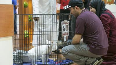 International Cat Day is marked this year on Monday in the US. Mona Al-Marzooqi / The National