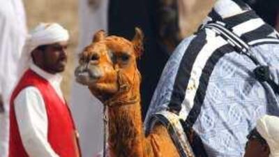 A winning camel is covered in saffron at the Dubai Camel Racing Club yesterday.