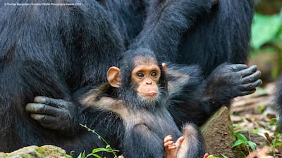 This photograph is of a ten-month-old chimp named Gombe, grandson of a chimp that Goodall studied and knew well. Comedy Wildlife Photography Awards 2019
