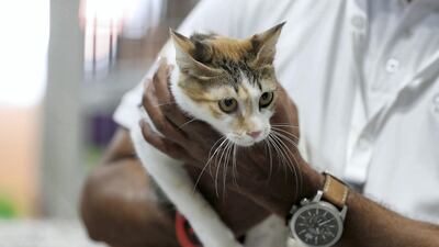 One of the caretakers holds a cat up for adoption at the Cloud 9 Pet Hotel & Care stand. Pawan Singh / The National