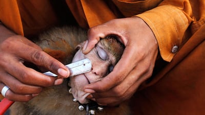A man shaves his monkey with a razor before it performs tricks for money in Lahore, Pakistan. Mohsin Raza / Reuters
