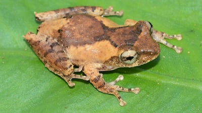 A frilled tree frog. AP