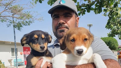 Mako and Phil are recovering at Ras Al Khaimah Animal Welfare Centre. Photo: Ras Al Khaimah Animal Welfare Centre