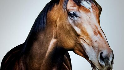 Frankel is the highest-rated horse ever to grace a racecourse, and was unbeaten in 14 starts before retiring in 2012. Chris Levine / Leehwaik Gallery