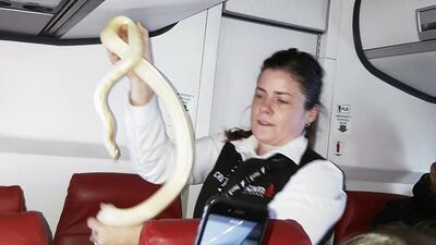 A flight attendant holds a snake found on a Ravn Alaska flight between Aniak, Alaska and Anchorage. The snake escaped from a passenger on a previous flight. Anna McConnaughy via AP