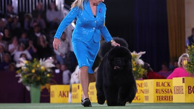 A handler runs a Newfoundland dog during judging in the Working group. Reuters