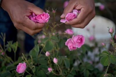 A worker picks Taif roses at the Bin Salman Farm. AFP