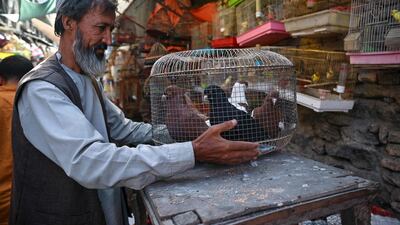 A bird vendor picks up a cage full of pigeons in the Ka Faroshi bird market in Kabul.