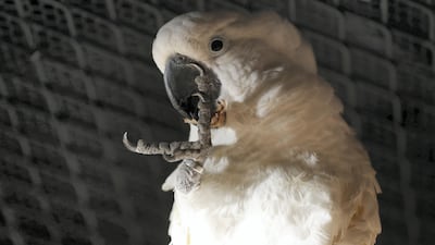 Umbrella cockatoo at The Walkabout in The Green Planet, Dubai. Chris Whiteoak / The National