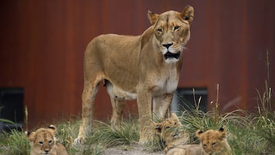 Lioness Maya and her cubs pictured at Taronga Zoo, in Sydney, Australia, in November last year. EPA