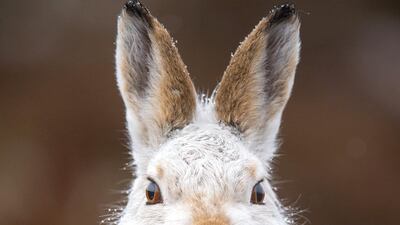 Mountain hare. Courtesy WWF