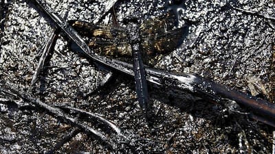 A dead dragonfly, covered in oil, lies on the shore of an irrigation canal that flows into the river San Juan in Cadereyta. Daniel Becerril / Reuters