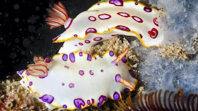 A pair of Hypselodoris dolfusi, discovered in 1930s in Egypt. The first modern rediscovery took place in the UAE. Courtesy Dragan Petkovic