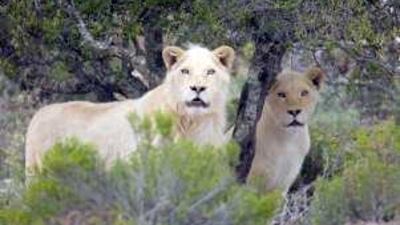 The multibillion-dirham desert development in Al Ain, backed by the Abu Dhabi Government, is expected to be finished by 2014 and will involve three phases.