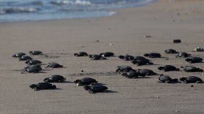 Baby turtles are released into the ocean in Bali, Indonesia on Tuesday, July 6, 2021. Dozens of newly hatched Lekang turtles were released during a campaign to save the endangered sea turtles. (AP Photo / Firdia Lisnawati)