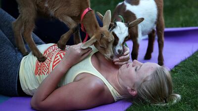 Elizabeth Shorter plays with two goats during an outdoor yoga class. Jim Davis / The Boston Globe via Getty Images