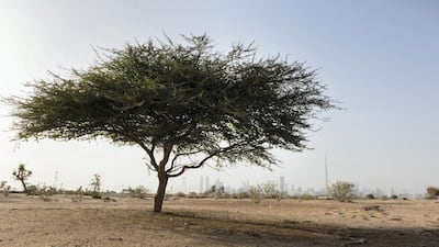 A Ghaf tree. Bloomberg via Getty Images