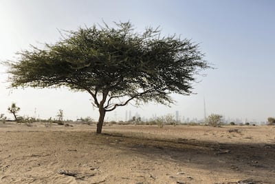 A Ghaf tree in the desert of Dubai. Getty