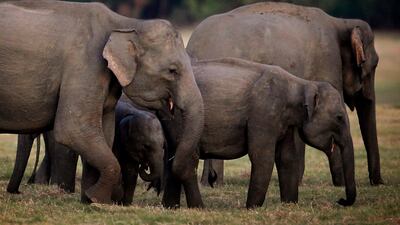 August 11, 2011: A herd of Asiatic wild elephants gather at a national park in Minneriya. The Wildlife Department says the three-day census through Sunday night is aimed at gathering information to help the government formulate a plan to protect the eleph???