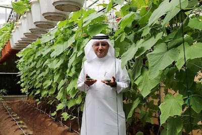 Hesham Al Khateeb with organic cucumbers in his greenhouse Pawan Singh / The National