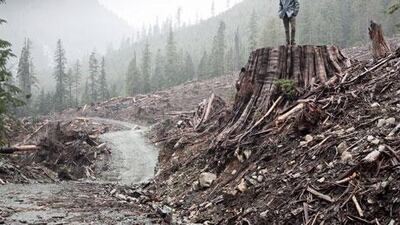 If a Tree Falls, directed by Marshall Curry and Sam Cullman, is about the Earth Liberation Front, which the FBI considers a terrorist organisation.