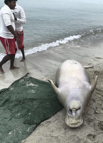 A dead dugong washes ashore on Saadiyat Public Beach. Courtesy Environment Agency Abu Dhabi