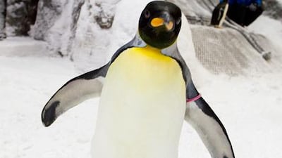 A staff of 13, including a penguin curator in charge of the well-being of the birds, was brought in from different parts of the world. Sarah Dea / The National