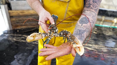 Lobsters might find themselves with more protection from animal cruelty if a UK bill includes them and is passed. Getty