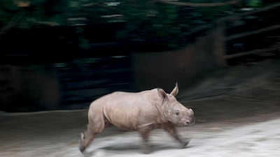 Dalia, a two-month old white rhinoceros calf, runs in its enclosure at the Singapore Zoo, in Singapore. The Singapore Zoo recorded 660 animal births across 121 different species in 2019, of which 25 are listed on the International Union for the Conservation of Nature's (IUCN) Red List of Threatened Species. EPA